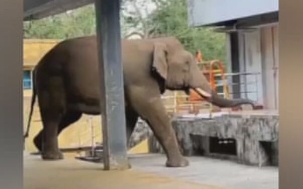 ஒடுங்க..ஒடுங்க…கோவிலுக்குள் நுழைந்த யானையால் பதற்றம்