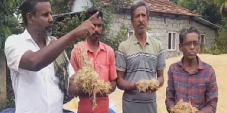 தமிழகம் வருகிறது மத்தியக் குழு – விவசாயிகள் ஆறுதல்