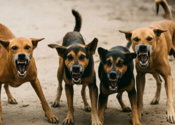 சென்னையில் தெருநாய்கள் தாக்குதல் – மூதாட்டி கடுமையாக காயம் !