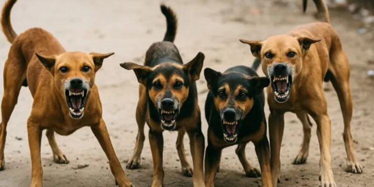 சென்னையில் தெருநாய்கள் தாக்குதல் – மூதாட்டி கடுமையாக காயம் !