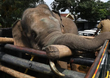 கூடலூரில் 12 பேரை தாக்கிய காட்டு யானை : முண்டந்துறை புலிகள் காப்பகத்திற்கு மாற்றம்