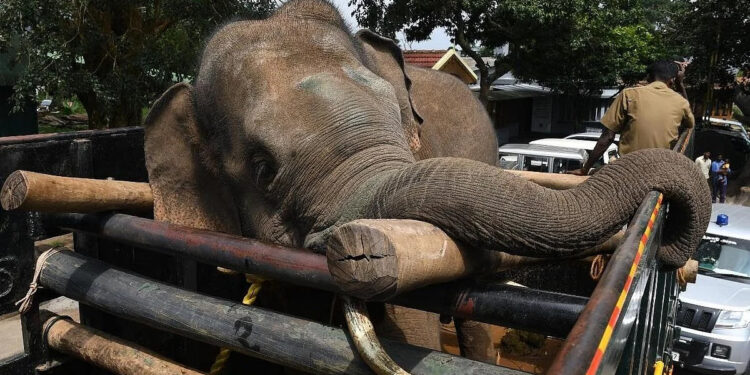 கூடலூரில் 12 பேரை தாக்கிய காட்டு யானை : முண்டந்துறை புலிகள் காப்பகத்திற்கு மாற்றம்