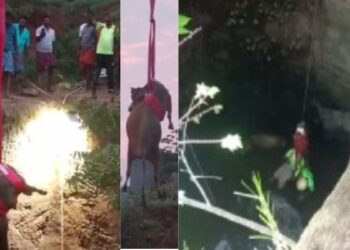 கிணற்றில் தவறி விழுந்த பசு: துரிதமாய் மீட்ட தீயணைப்புத் துறையினர்! ஒட்டன்சத்திரத்தில் நடந்த நெகிழ்ச்சிச் சம்பவம்; பொதுமக்கள் பாராட்டு!