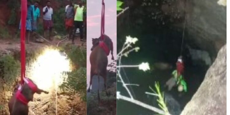 கிணற்றில் தவறி விழுந்த பசு: துரிதமாய் மீட்ட தீயணைப்புத் துறையினர்! ஒட்டன்சத்திரத்தில் நடந்த நெகிழ்ச்சிச் சம்பவம்; பொதுமக்கள் பாராட்டு!