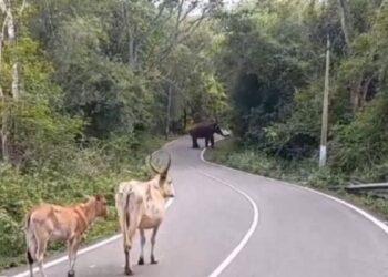 மேற்குத் தொடர்ச்சி மலையில் அச்சம்: பகல் நேரத்திலும் பாச்சலூர் சாலையில் ஒற்றை யானையின் அச்சுறுத்தல்!