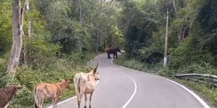 மேற்குத் தொடர்ச்சி மலையில் அச்சம்: பகல் நேரத்திலும் பாச்சலூர் சாலையில் ஒற்றை யானையின் அச்சுறுத்தல்!