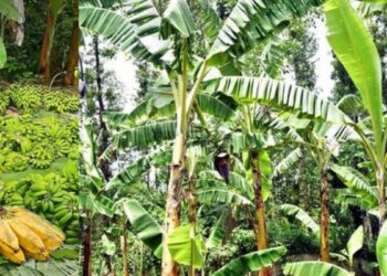 சிறுமலை வாழை ஏலம்: வரத்து அதிகரித்தும் விலை உயர்வு!  நிலையான சந்தையின் அவசியம் குறித்து விவசாயிகள் எதிர்பார்ப்பு.