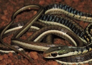 மோட்டார் சைக்கிள் பெட்ரோல் டேங்கில் பதுங்கிய 4 அடி நீள ‘கொம்பேறி மூக்கன்’ பாம்பு! – உடுமலை தீயணைப்புத் துறையின் துரித மீட்பு