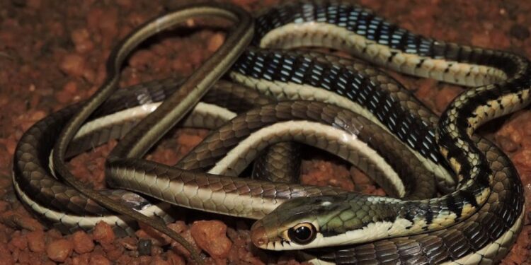 மோட்டார் சைக்கிள் பெட்ரோல் டேங்கில் பதுங்கிய 4 அடி நீள ‘கொம்பேறி மூக்கன்’ பாம்பு! – உடுமலை தீயணைப்புத் துறையின் துரித மீட்பு