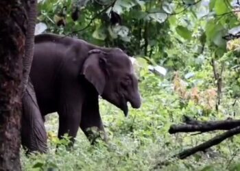 தாய்ப் பாசத்தின் நெகிழ்ச்சி: உணவளித்து கவனிக்கும் தாய் யானை – தும்பிக்கை இல்லாத குட்டி யானையின் காட்சிகள் வைரல்!