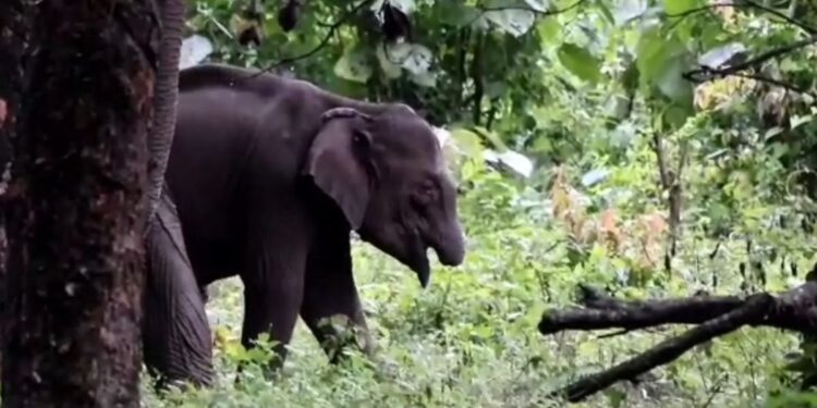 தாய்ப் பாசத்தின் நெகிழ்ச்சி: உணவளித்து கவனிக்கும் தாய் யானை – தும்பிக்கை இல்லாத குட்டி யானையின் காட்சிகள் வைரல்!