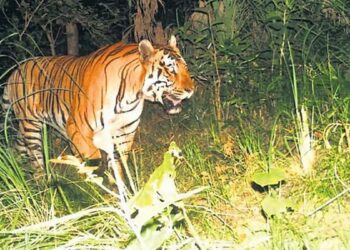 கொடைக்கானலில் புலி தாக்குதல் குதிரை பலி!