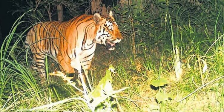 கொடைக்கானலில் புலி தாக்குதல் குதிரை பலி!