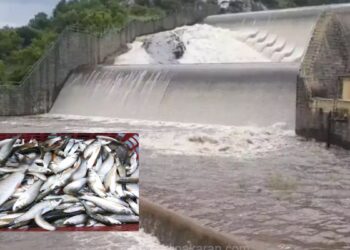 அணை மீன் 16 லட்சம் மீன் குஞ்சுகள் தயார்!