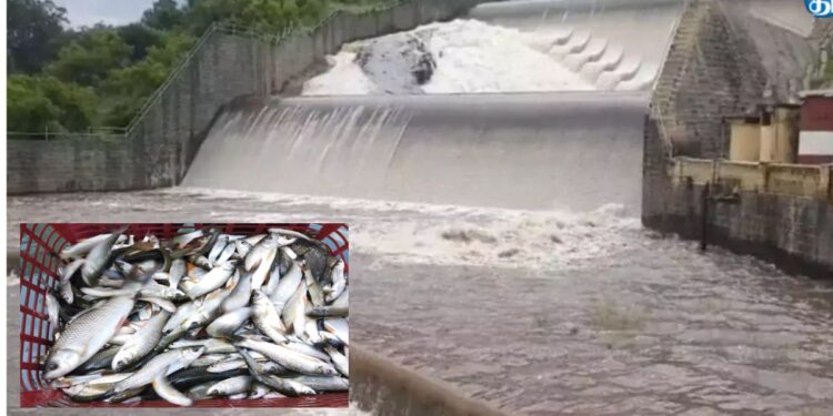 அணை மீன் 16 லட்சம் மீன் குஞ்சுகள் தயார்!