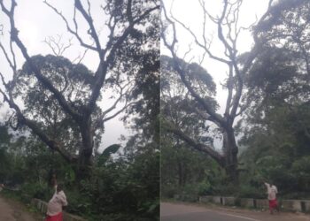 கொடைக்கானல் மலைச் சாலைகளில் பட்டுப்போன மரங்கள் ஆபத்து