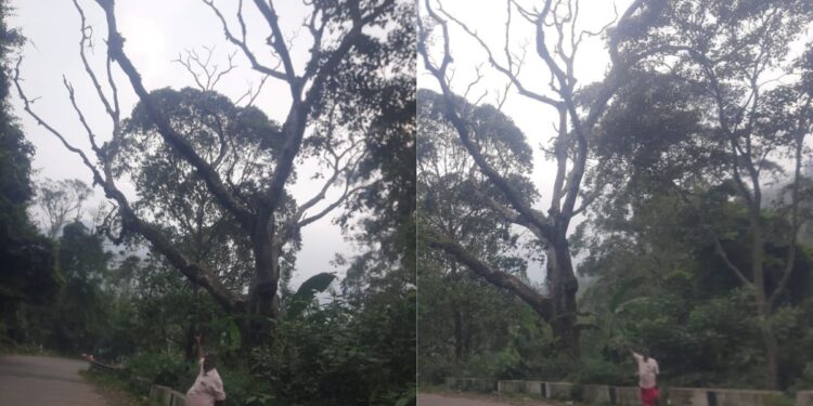 கொடைக்கானல் மலைச் சாலைகளில் பட்டுப்போன மரங்கள் ஆபத்து