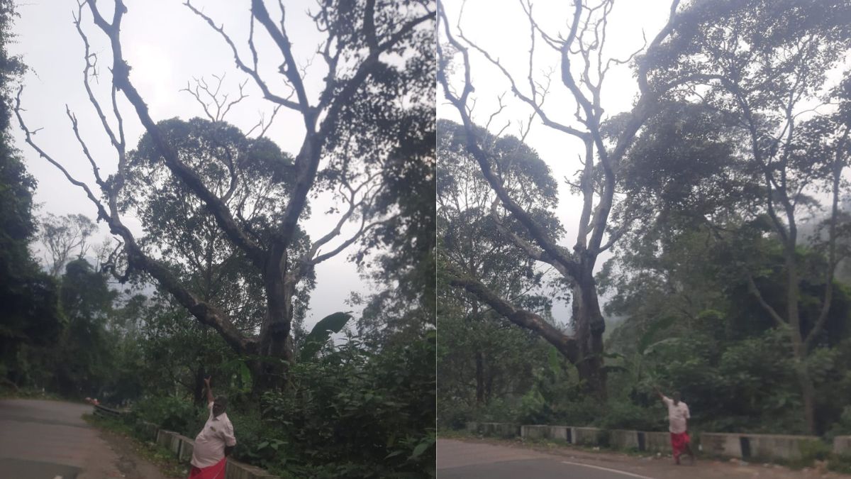 கொடைக்கானல் மலைச் சாலைகளில் பட்டுப்போன மரங்கள் ஆபத்து