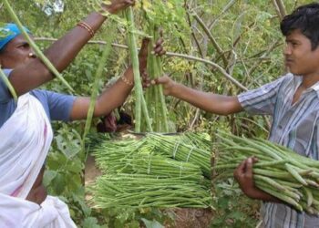 ஒட்டன்சத்திரம் முருங்கை: மழையால் விளைச்சல் பாதிப்பு