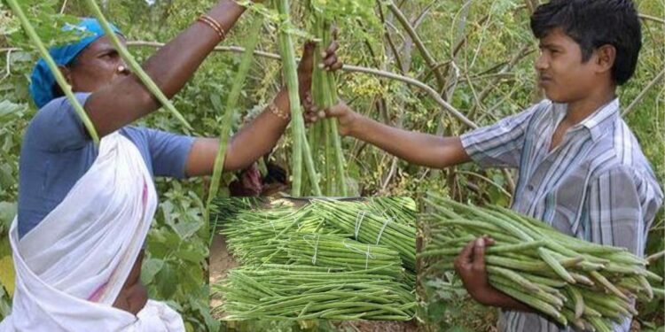 ஒட்டன்சத்திரம் முருங்கை: மழையால் விளைச்சல் பாதிப்பு