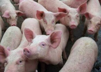 வெள்ளை பன்றிகள் திருட்டு! மர்ம நபர்கள் கைவரிசை