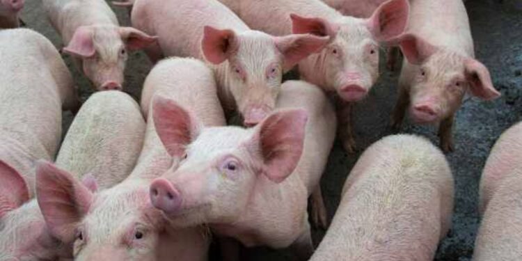 வெள்ளை பன்றிகள் திருட்டு! மர்ம நபர்கள் கைவரிசை