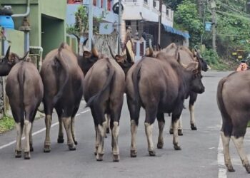 குடியிருப்புப் பகுதிகளில் அட்டகாசம் செய்யும் காட்டெருமைக் கூட்டம்