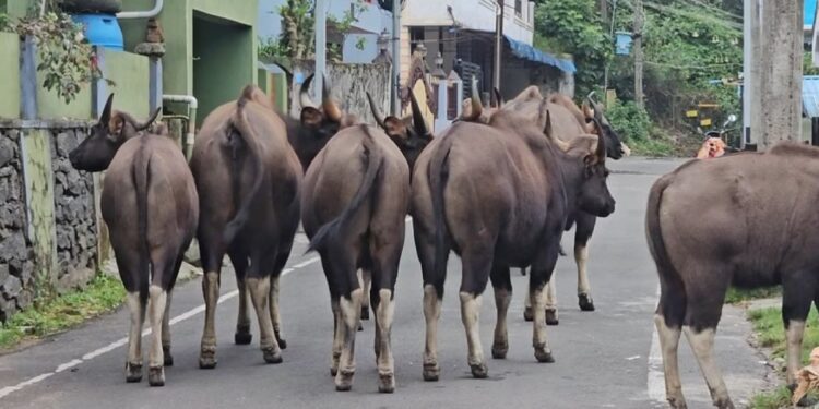 குடியிருப்புப் பகுதிகளில் அட்டகாசம் செய்யும் காட்டெருமைக் கூட்டம்