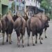 குடியிருப்புப் பகுதிகளில் அட்டகாசம் செய்யும் காட்டெருமைக் கூட்டம்