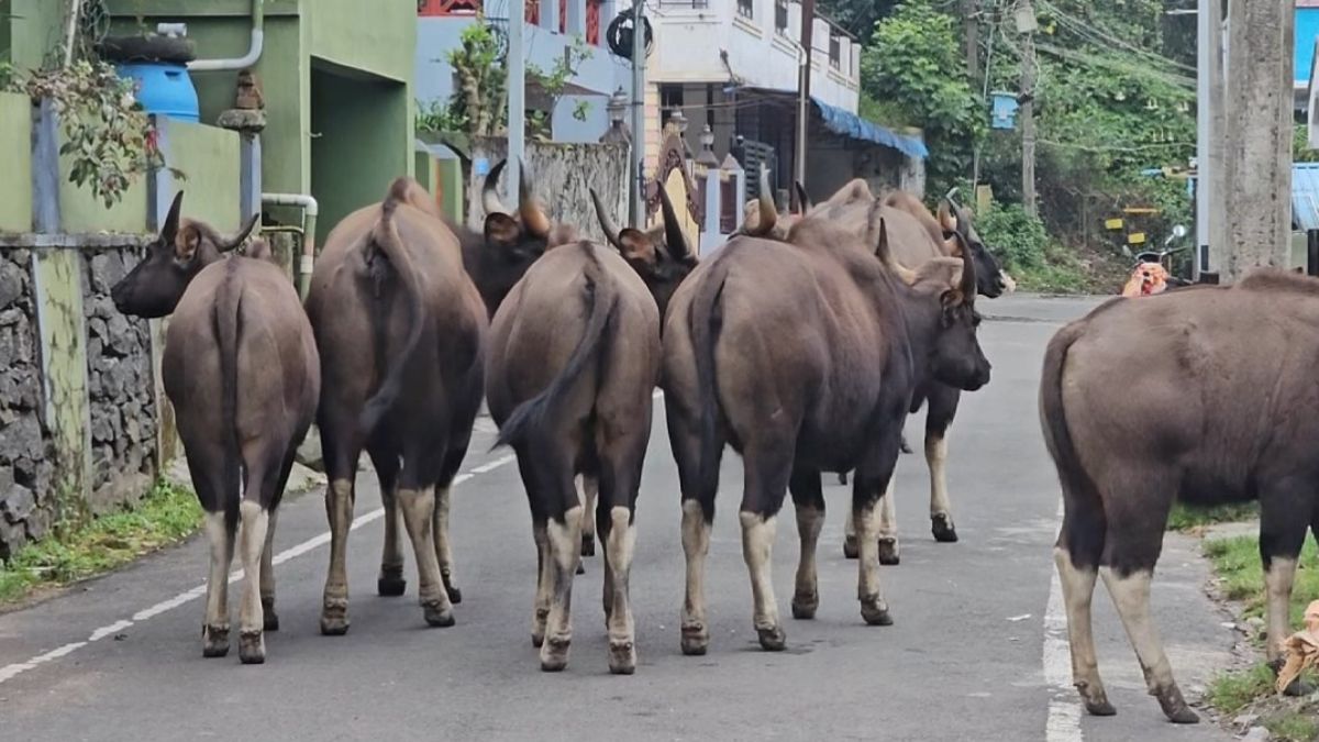 குடியிருப்புப் பகுதிகளில் அட்டகாசம் செய்யும் காட்டெருமைக் கூட்டம்