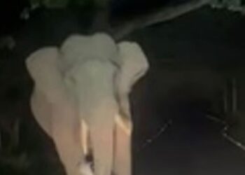 பழனி சுற்றுலாப் பேருந்தை காட்டு யானை விரட்டியதால் அச்சம்!