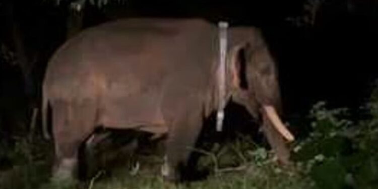 கோவையில் மீண்டும் ரோலக்ஸ் யானை பீதி வனத்துறையினரின் விரைவு நடவடிக்கை