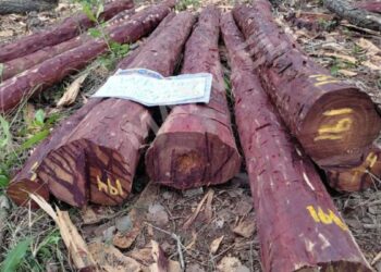 செம்மரக்கட்டைக் கடத்தல்: திருப்பத்தூர் கார் பறிமுதல்