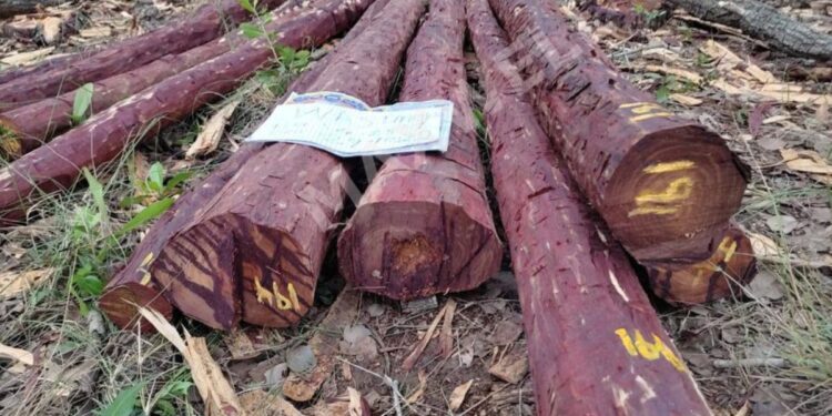 செம்மரக்கட்டைக் கடத்தல்: திருப்பத்தூர் கார் பறிமுதல்