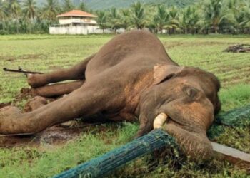 கோவை வனக்கோட்டத்தின் அதிர்ச்சி விவரம்