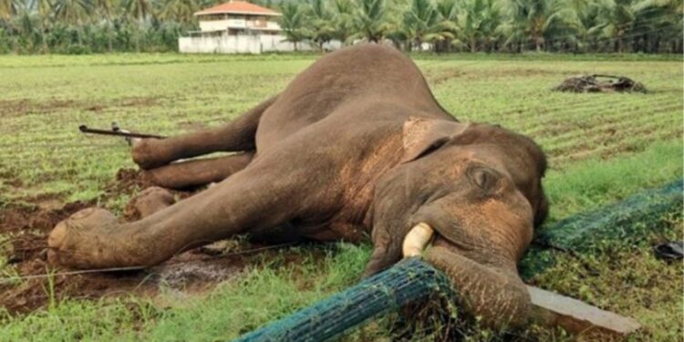 கோவை வனக்கோட்டத்தின் அதிர்ச்சி விவரம்