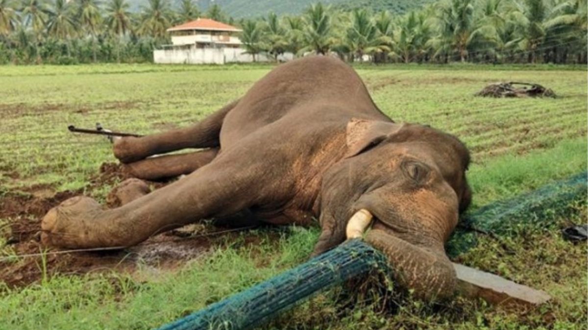 கோவை வனக்கோட்டத்தின் அதிர்ச்சி விவரம்