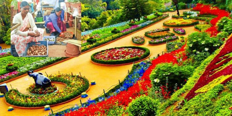 2026 மலர் கண்காட்சிக்கான விதை சேகரிப்பு