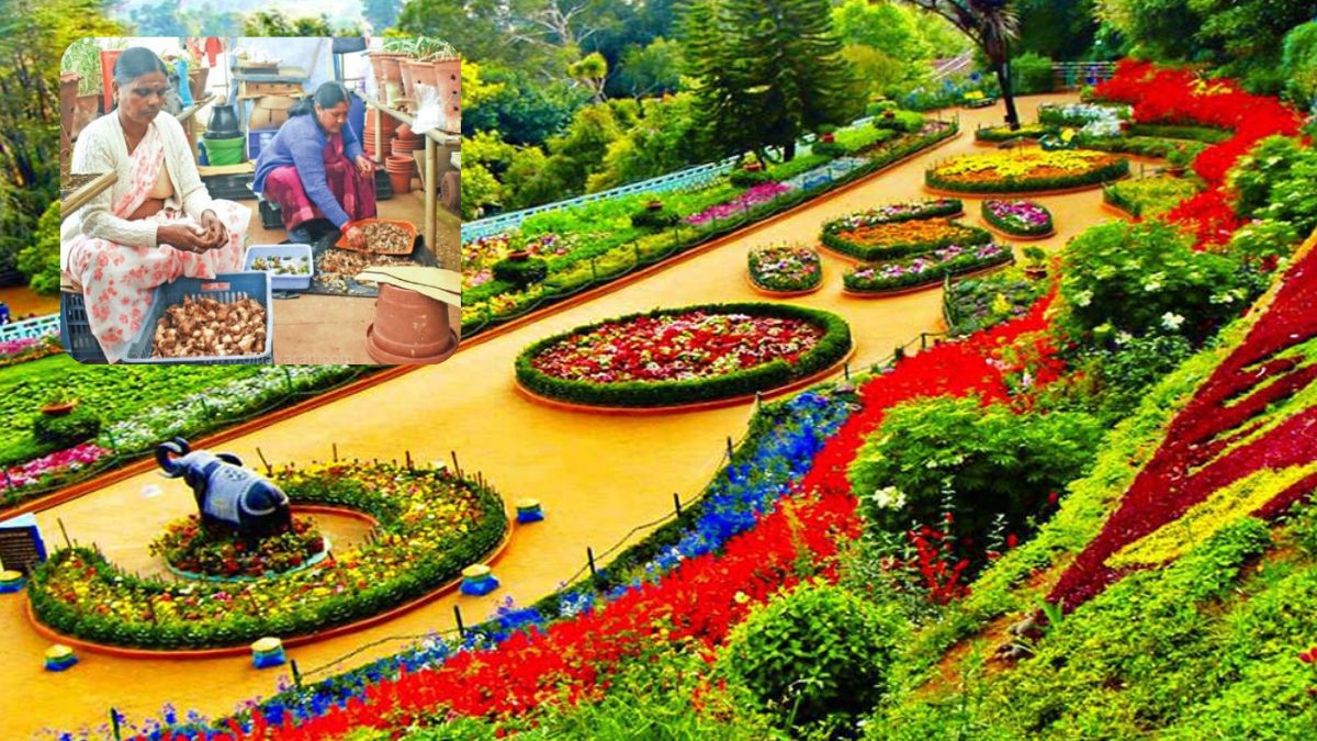 2026 மலர் கண்காட்சிக்கான விதை சேகரிப்பு