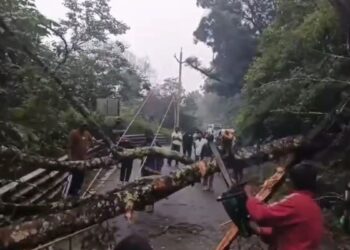 கொடைக்கானல்-பழனி மலைச்சாலையில் ராட்சத மரம் முறிந்து விழுந்ததால் 3 மணி நேரத் தடங்கல்; வனத்துறை தீவிர முயற்சியில் போக்குவரத்து சீரமைப்பு