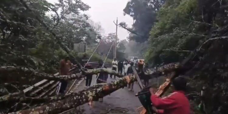 கொடைக்கானல்-பழனி மலைச்சாலையில் ராட்சத மரம் முறிந்து விழுந்ததால் 3 மணி நேரத் தடங்கல்; வனத்துறை தீவிர முயற்சியில் போக்குவரத்து சீரமைப்பு