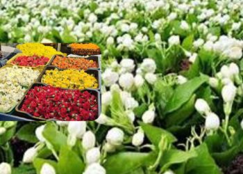 மல்லிகை பூ விலை கிடுகிடு உயர்வு: சபரிமலை சீசனால் அதிகரிப்பு