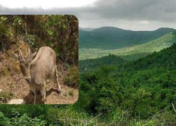 கேளையாடு வேட்டை துப்பாக்கிகள் பறிமுதல்!