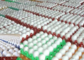 கோழிப்பண்ணை வரலாற்றில் புதிய உச்சம்: நாமக்கல்லில் முட்டை விலை 600 காசுகளைத் தொட்டது!