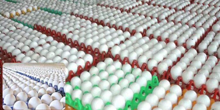 கோழிப்பண்ணை வரலாற்றில் புதிய உச்சம்: நாமக்கல்லில் முட்டை விலை 600 காசுகளைத் தொட்டது!