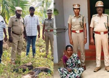 விஷம் கலந்த நெல் உட்கொண்ட 3 மயில்கள் பலி