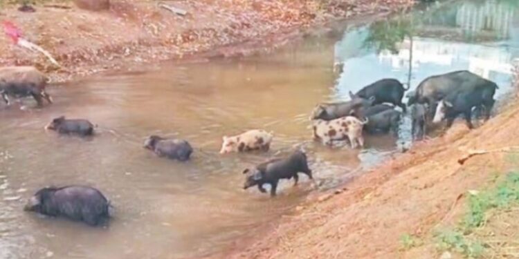 வீரபாண்டியில் நெல்பாவும் பணி பன்றிகளால் பாதிப்பு