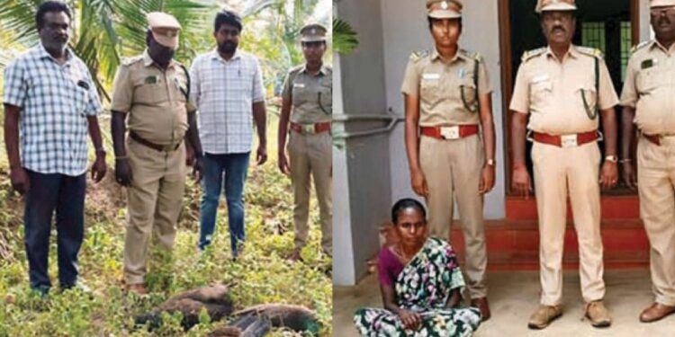 விஷம் கலந்த நெல் உட்கொண்ட 3 மயில்கள் பலி