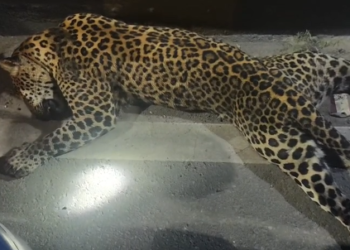 விக்கிரவாண்டி சுங்கச்சாவடி அருகே சென்னை- திருச்சி தேசிய நெடுஞ்சாலையில் சாலையை கடக்க முயன்ற சிறுத்தை உயிரிழந்த சம்பவம்