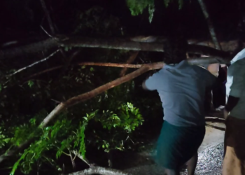 வீட்டின் காம்பவுண்ட் சுவரை உடைத்துக் கொண்டு வேரோடு சாய்ந்த மரம்